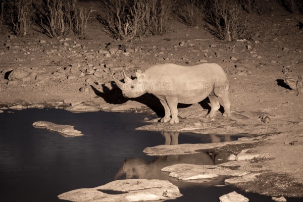 Night shot, black rhino (Diceros bicornis), Okaukuejo waterhole, Etosha National Park, Namibia
