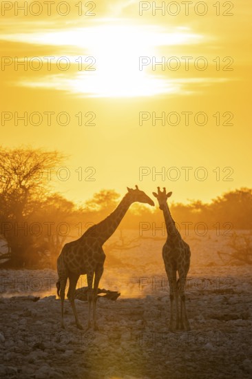 Angola giraffe (Giraffa giraffa angolensis), two giraffes in the backlight at sunset, atmospheric sunset, Okaukuejo waterhole, Etosha National Park, Namibia