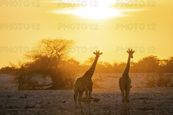 Angola giraffe (Giraffa giraffa angolensis), two giraffes in the backlight at sunset, atmospheric sunset, Okaukuejo waterhole, Etosha National Park, Namibia