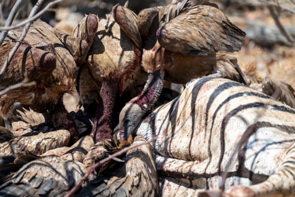 White-backed vulture (Gyps africanus) with bloody head sitting on the head of a dead plains zebra (Equus quagga), vultures feeding on the carcass, Etosha National Park, Namibia