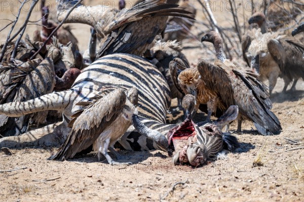 Many white-backed vultures (Gyps africanus), vultures feeding on carcasses, Etosha National Park, Namibia
