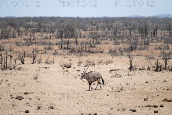 Roebuck (Oryx gazella), Etosha National Park, Namibia