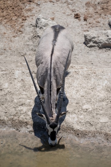 View from the top, Oryx gazella, Oryx drinking, Etosha National Park, Namibia