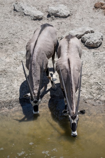 View from the top, Two gemsbok (Oryx gazella), Oryx drinking, Etosha National Park, Namibia