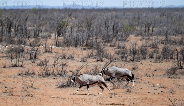 Two gemsbok (Oryx gazella) running, Etosha National Park, Namibia