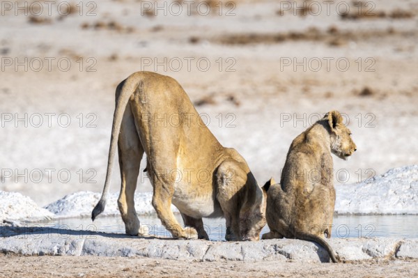 Lion (Panthera leo), with young at the waterhole, Nebrowni waterhole, Etosha National Park, Namibia