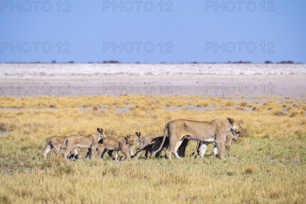 Lioness (Panthera leo) with cubs, Etosha National Park, Namibia