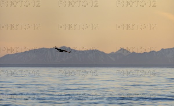 Bald eagle (Haliaeetus leucocephalus) flying in front of mountain silhouettes of the Aleutian chain, at sunset, picturesque golden light of the midnight sun, Cook Inlet, Anchor Point, Anchor River State Recreation Area, Alaska, USA