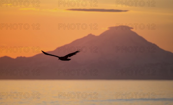 Bald eagle (Haliaeetus leucocephalus) flying in front of mountain silhouettes of the Aleutian chain with peak Mount Redoubt, at sunset, picturesque golden light of the midnight sun, Cook Inlet, Anchor Point, Anchor River State Recreation Area, Alaska, USA