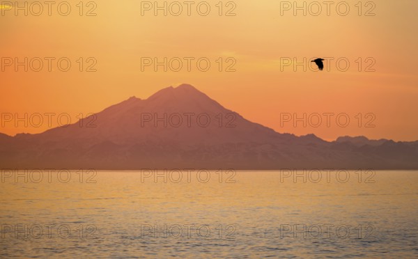 View over Cook Inlet to white mountain peaks of Mount Redoubt, at sunset, picturesque golden light of the midnight sun, bald eagle (Haliaeetus leucocephalus) in flight, mountains of the Aleutian chain, Anchor Point, Anchor River State Recreation Area, Alaska, USA