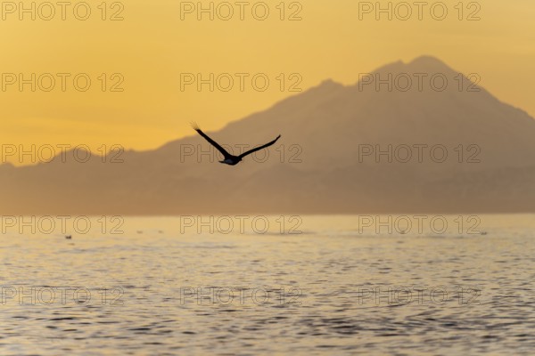 Bald eagle (Haliaeetus leucocephalus) flying in front of mountain silhouettes of the Aleutian chain with peak Mount Redoubt, at sunset, picturesque golden light of the midnight sun, Cook Inlet, Anchor Point, Anchor River State Recreation Area, Alaska, USA