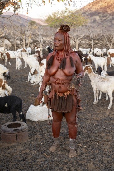 Himba woman milking a goat, traditional Himba village, Kaokoveld, Kunene, Namibia