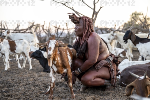 Himba woman milking a goat, traditional Himba village, Kaokoveld, Kunene, Namibia
