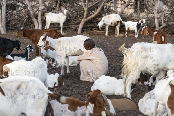 Himba child milking a goat, traditional Himba village, Kaokoveld, Kunene, Namibia
