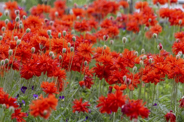 Red poppies bloom close together on a green meadow in nature, Rhineland-Palatinate, Germany