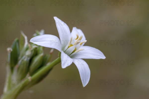 Umbellate Milk Star (Ornithogalum umbellatum), Palatinate, Rhineland-Palatinate, Germany