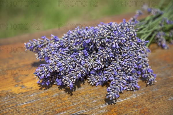 A bundle of purple lavender is lying on a rustic wooden table outdoors, Rhineland-Palatinate, Germany