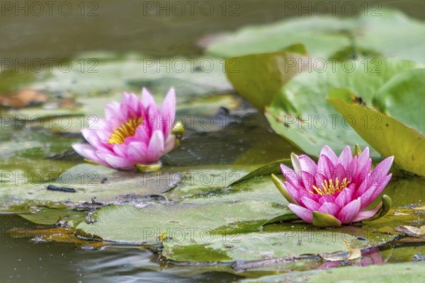 Pink water lilies swim in pond with green lily pads on calm water, Rhineland-Palatinate, Germany