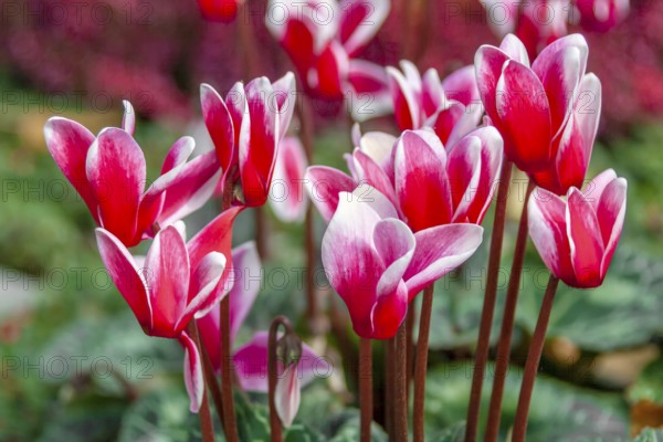 Cyclamen, Rhineland-Palatinate, Germany