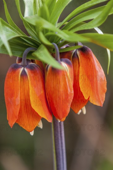 Orange imperial crown, Netherlands