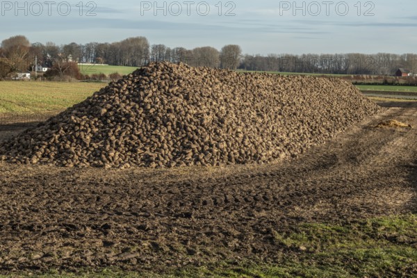 Pile of harvested sugar beets waiting for transport to sugar factory. Ystad Municipality, Skåne County, Sweden, Scandinavia