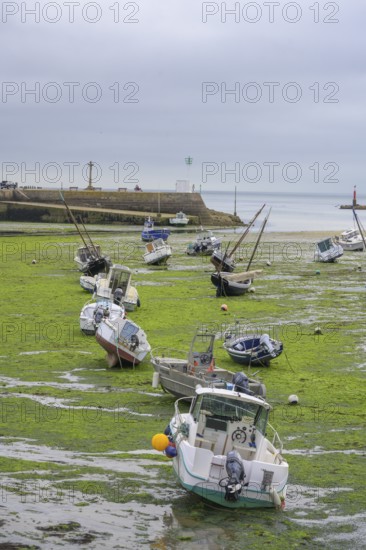 Fishing boats lie aground in harbor at low tide, Barfleur, Manche department, France