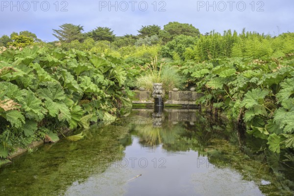 Pond framed by mammoth leaf (Gunnera manicata), Jardin botanique de Vauville, Beaumont-Hague, La Hague, Département Manche, France