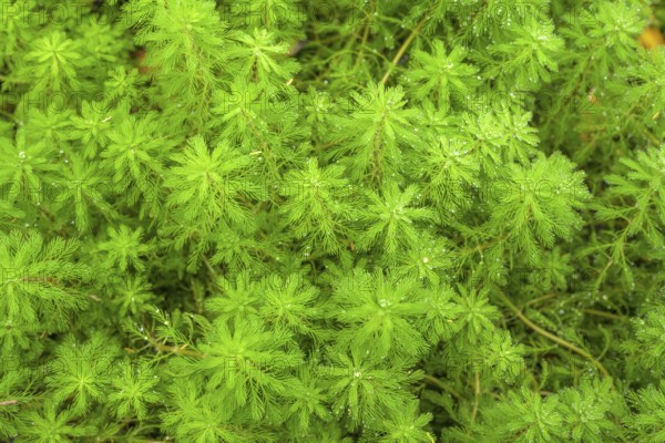 Myriophyllum brasiliense, Jardin Botanique de Vauville, Beaumont-Hague, La Hague, Manche Department, France