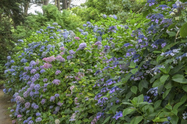Blooming hydrangeas, Jardin botanique de Vauville, Beaumont-Hague, La Hague, Manche department, France