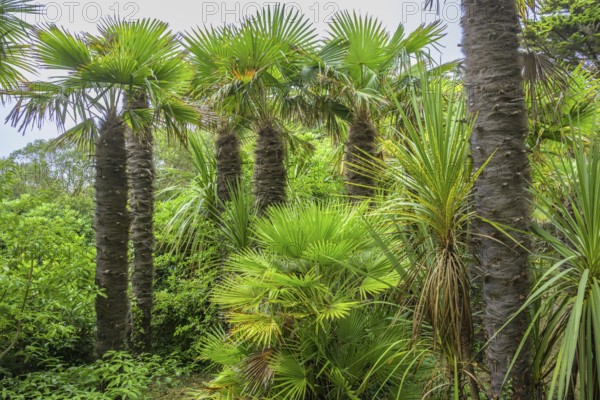 Palms, Jardin Botanique de Vauville, Beaumont-Hague, La Hague, Manche Department, France