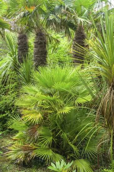 Palms, Jardin Botanique de Vauville, Beaumont-Hague, La Hague, Manche Department, France