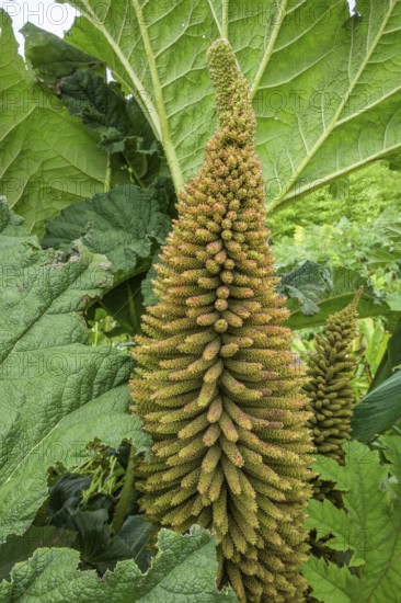 Inflorescence of mammoth leaf (Gunnera manicata), Jardin botanique de Vauville, Beaumont-Hague, La Hague, Département Manche, France
