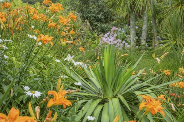 Fire lilies (Lilium bulbiferum), Jardin botanique de Vauville, Beaumont-Hague, La Hague, Département Manche, France