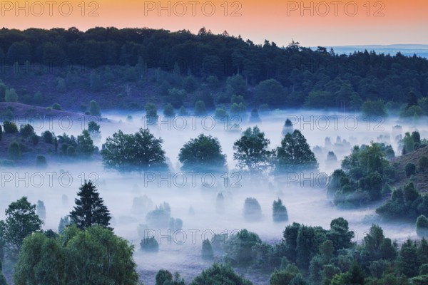 Forest and clouds of fog in Totengrund in the Lüneburger Heide, Lower Saxony, Germany