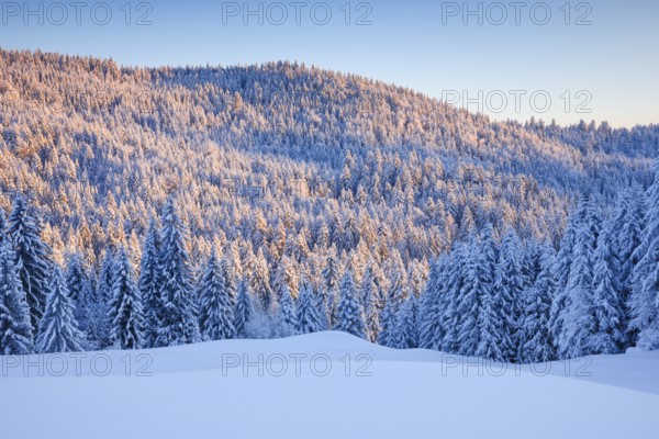 Fresh snow-covered spruce forest