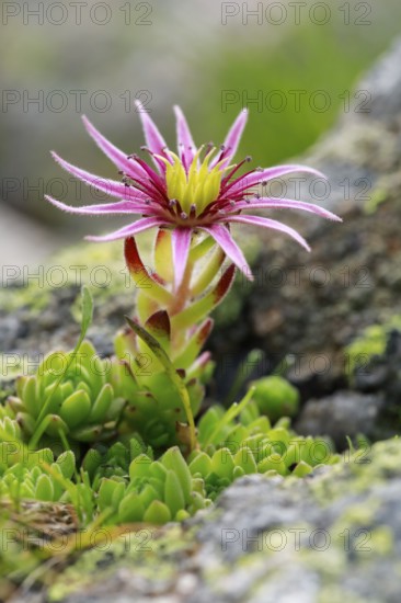 Blooming mountain houseleek