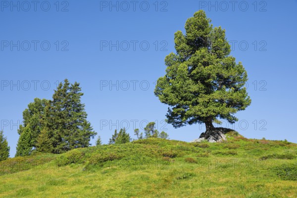 Old pine on Engstlenalp in Gental, Canton of Bern, Switzerland
