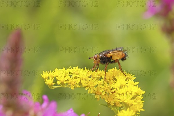 Hedgehog fly (Tachina fera), collecting nectar from a yellow flower of Solidago canadensis (Solidago canadensis), close-up, macro photograph, Wilnsdorf, North Rhine-Westphalia, Germany