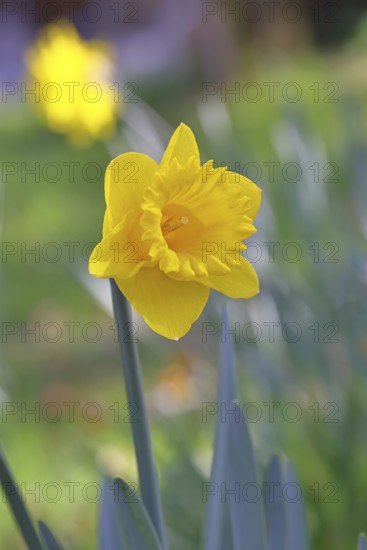 Daffodil (Narcissus), yellow flower in a garden, close-up, Wilnsdorf, North Rhine-Westphalia, Germany