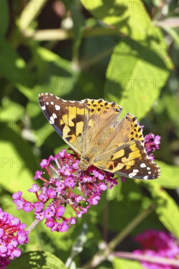 Thistle butterfly (Vanessa cardui) on a Buddleja davidii flower, Wilnsdorf, North Rhine-Westphalia, Germany