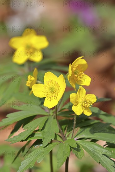 Yellow Anemone, Anemone ranunculoides, Yellow Wood Anemone, Anemone ranunculoides, in a beech forest, Wilnsdorf, North Rhine-Westphalia, Germany