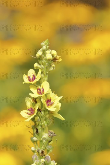 Dark mullein (Verbascum nigrum), flowers, inflorescence, in a natural garden, close-up, Wilnsdorf, North Rhine-Westphalia, Germany