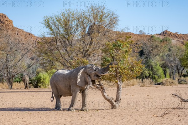 African elephant (Loxodonta africana), desert elephant in barren desert landscape, eating leaves in a tree with its trunk, riverbed of the Ugab River, Damaraland, Erongo, Namibia