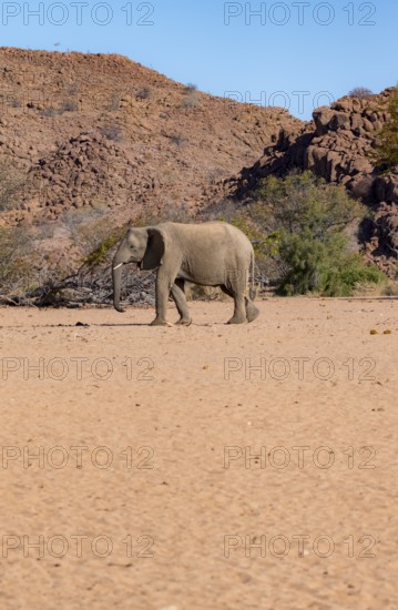 African elephant (Loxodonta africana), desert elephant in barren desert landscape, riverbed of the Ugab River, Damaraland, Erongo, Namibia