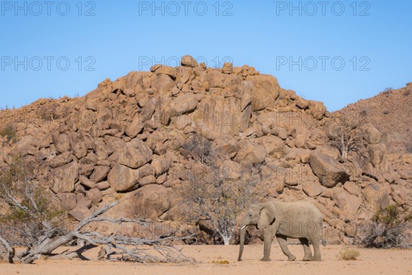 African elephant (Loxodonta africana), desert elephant in barren desert landscape, riverbed of the Ugab River, Damaraland, Erongo, Namibia