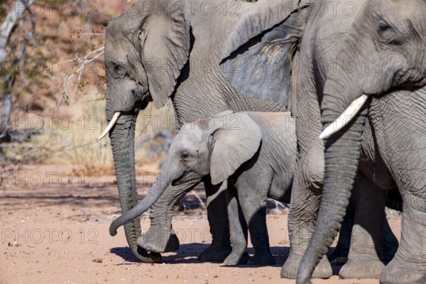 Young elephant among other elephants in the herd, African elephant (Loxodonta africana), desert elephant, near the Ugab River, Damaraland, Kunene region, Namibia