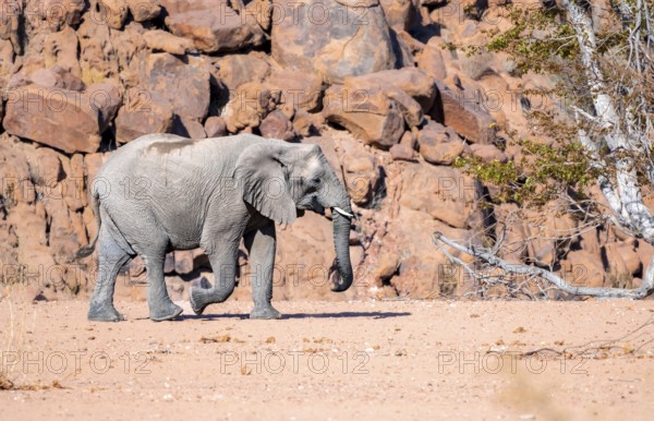 Young African elephant (Loxodonta africana), desert elephant, near the Ugab River, Damaraland, Kunene region, Namibia