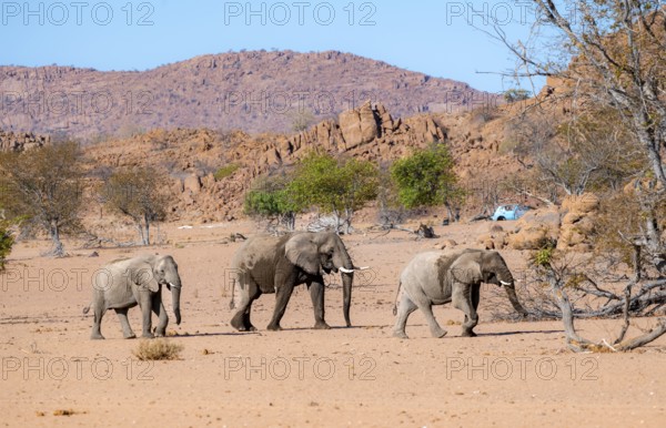 Three African elephants (Loxodonta africana), desert elephants, riverbed of the Ugab River, Damaraland, Erongo, Namibia