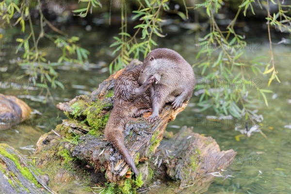A Eurasian otter (Lutra lutra) grooms himself on a root of a tree with some moss on it lying in the water. Surrounded by water. Check Republic