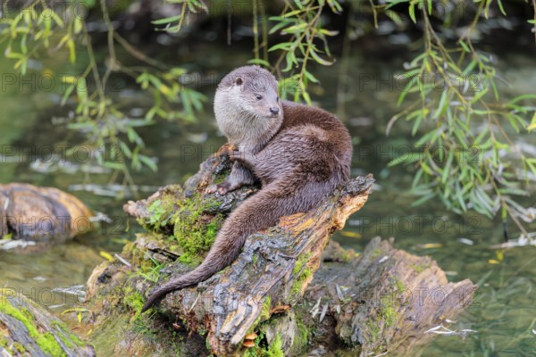 A Eurasian otter (Lutra lutra) rests on a root of a tree with some moss on it lying in the water. Surrounded by water. Check Republic